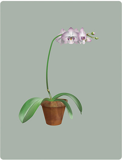Colour in the making: OrchidSkull