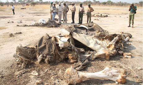 Elephant carcass Hwange, Zimbabwe