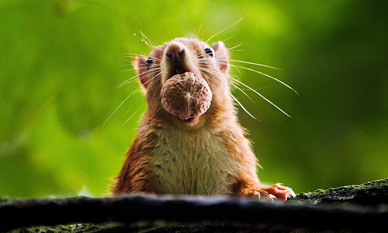 http://static.guim.co.uk/sys-images/Guardian/Pix/pictures/2013/9/26/1380217682815/A-red-squirrel-Sciurus-vu-027.jpg