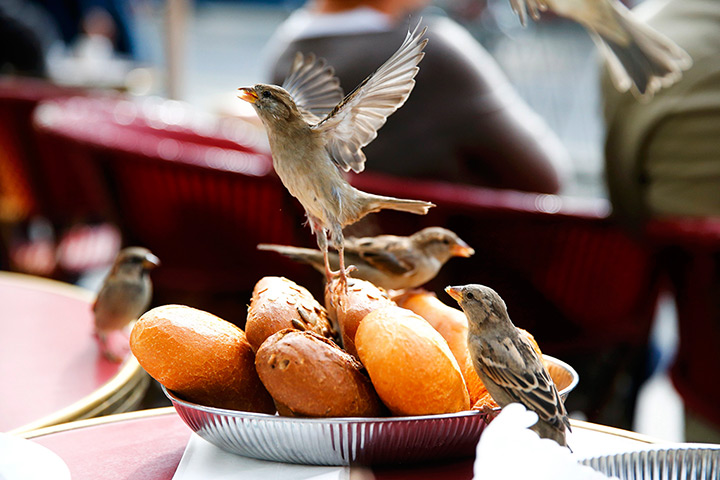 http://static.guim.co.uk/sys-images/Guardian/Pix/pictures/2013/9/26/1380217685387/Birds-eat-bread-at-a-terr-028.jpg