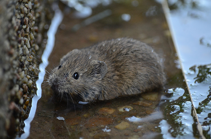 http://static.guim.co.uk/sys-images/Guardian/Pix/pictures/2013/9/26/1380217984068/A-field-vole-microtus-agr-032.jpg