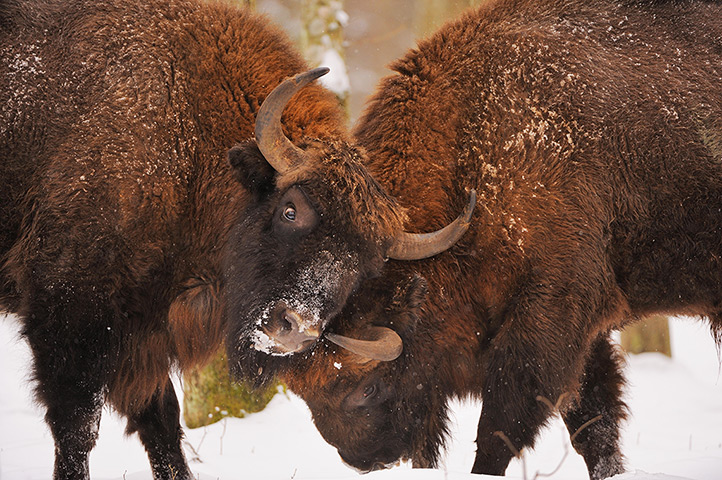 http://static.guim.co.uk/sys-images/Guardian/Pix/pictures/2013/9/26/1380219600328/European-bison-Bison-bona-040.jpg