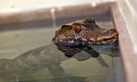 A confiscated dwarf crocodile at the Animal Reception Centre, Heathrow.<br />
