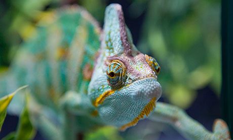 A confiscated Yemen chameleon.