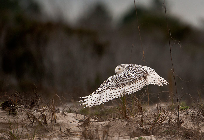 http://static.guim.co.uk/sys-images/Guardian/Pix/pictures/2014/1/10/1389359702755/A-snowy-owl-flies-over-a--004.jpg