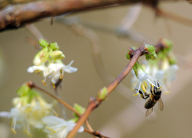 http://static.guim.co.uk/sys-images/Guardian/Pix/pictures/2014/1/10/1389359721787/Bees-enjoy-the-unusually--012.jpg