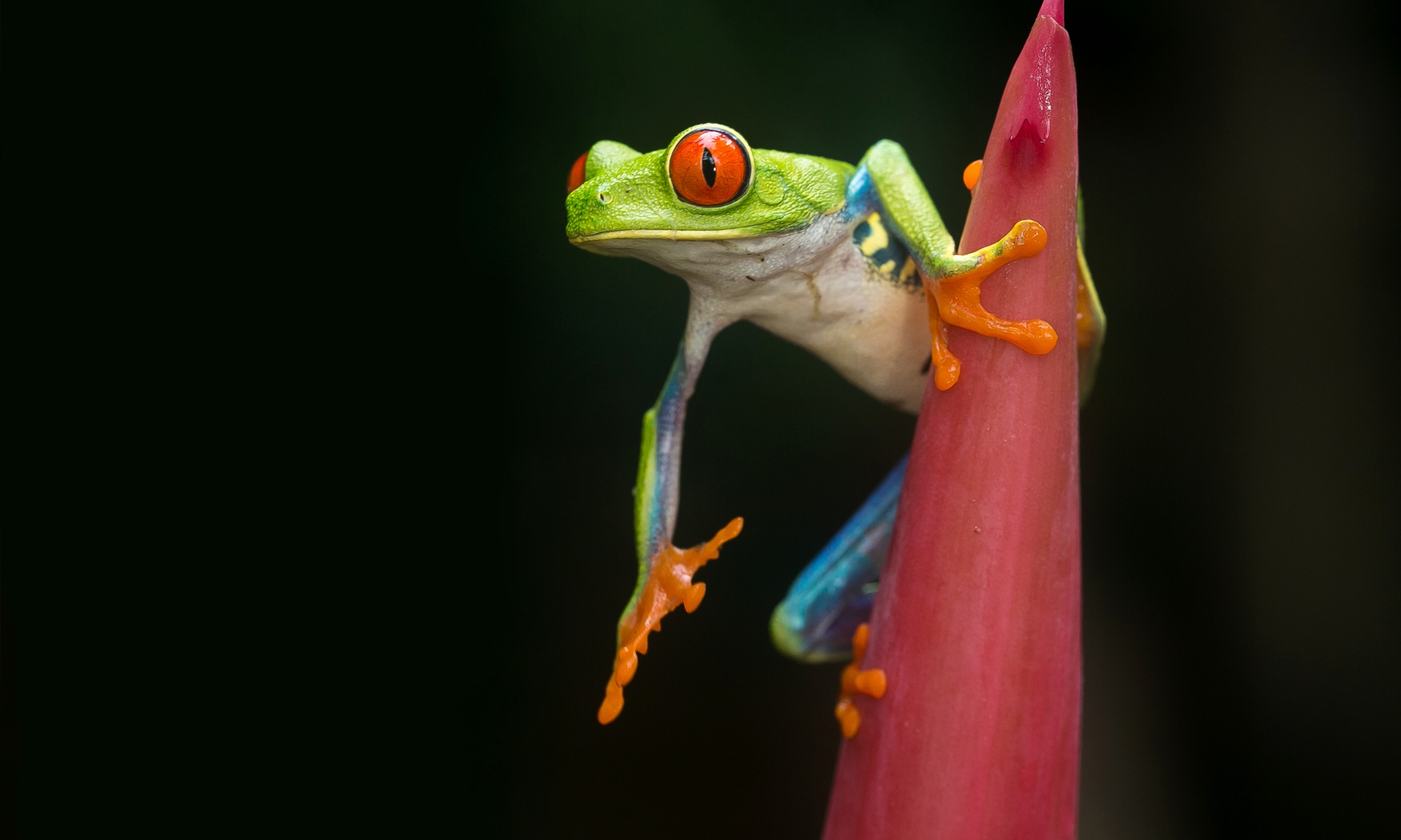 A Costa Rican red-eyed tree frog - in pictures | World news | The Guardian