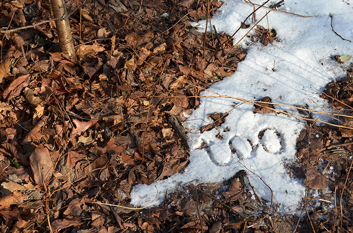 Snow:  