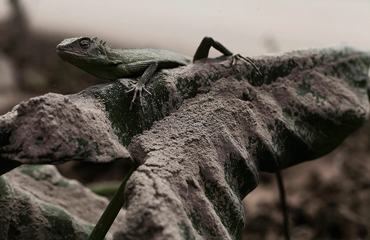 20 Photos: A lizard stands on an ash-covered leaf in the village of Beras Tepu