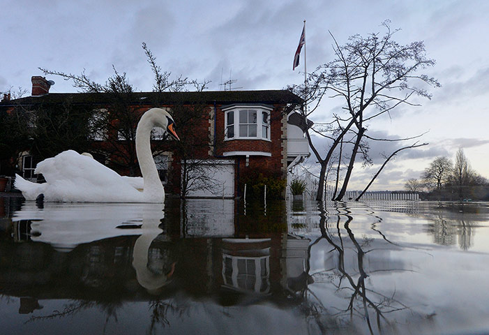 20 Photos: A swan swims by riverside properties partially submerged in Henley