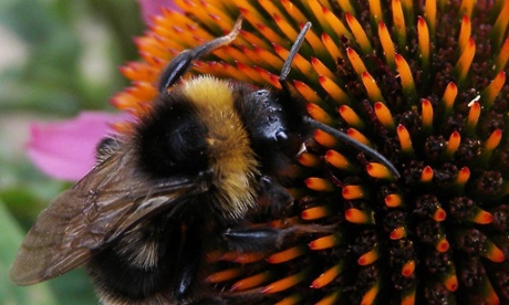 Bumblebees could be shrinking because of exposure to a widely-used pesticide, a study suggests.