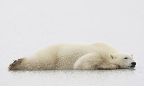  Polar bear laying down