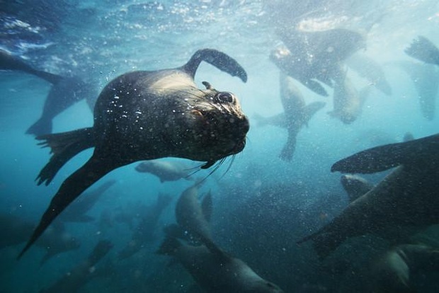 guardian wild swimming