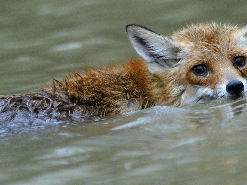 guardian wild swimming