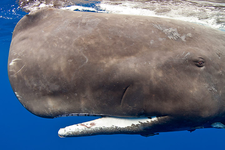 http://static.guim.co.uk/sys-images/Guardian/Pix/pictures/2014/1/3/1388750656888/Sperm-Whales-Swims-Across-008.jpg