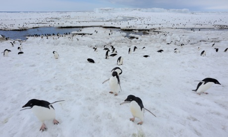 Penguins suffering from climate change, scientists say | Focusing on ...