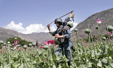 Policiais afegãos armados destroem um campo de papoula na província de Kunar