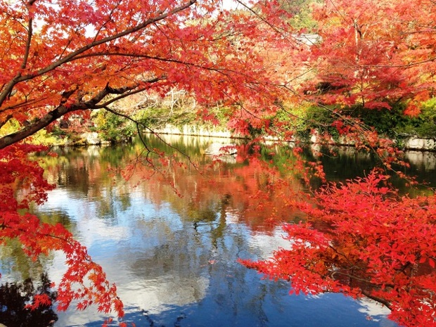 Pond and maple leaves at Eikando temple, Kyoto