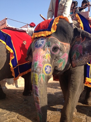 Elephant in Jaipur