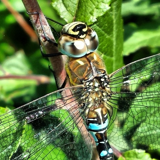 Dragonfly by the river Foss in York during the summer