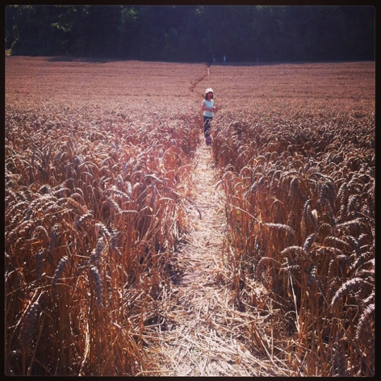 Walking through corn fields on the Sussex South Downs