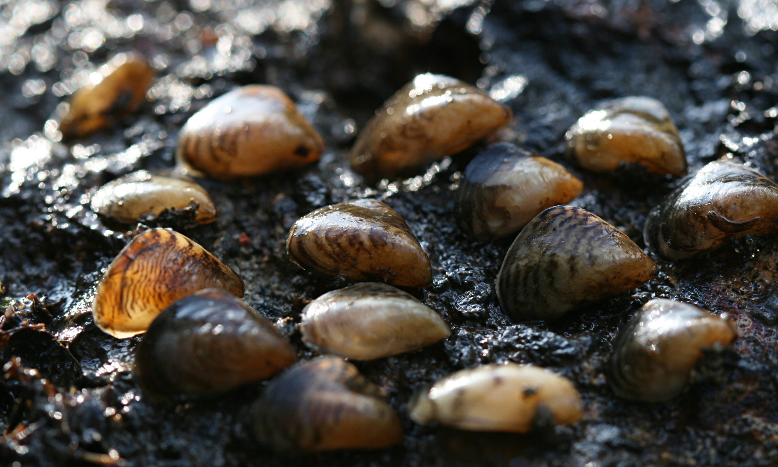 warning-as-alien-mussels-found-near-heathrow-airport-environment