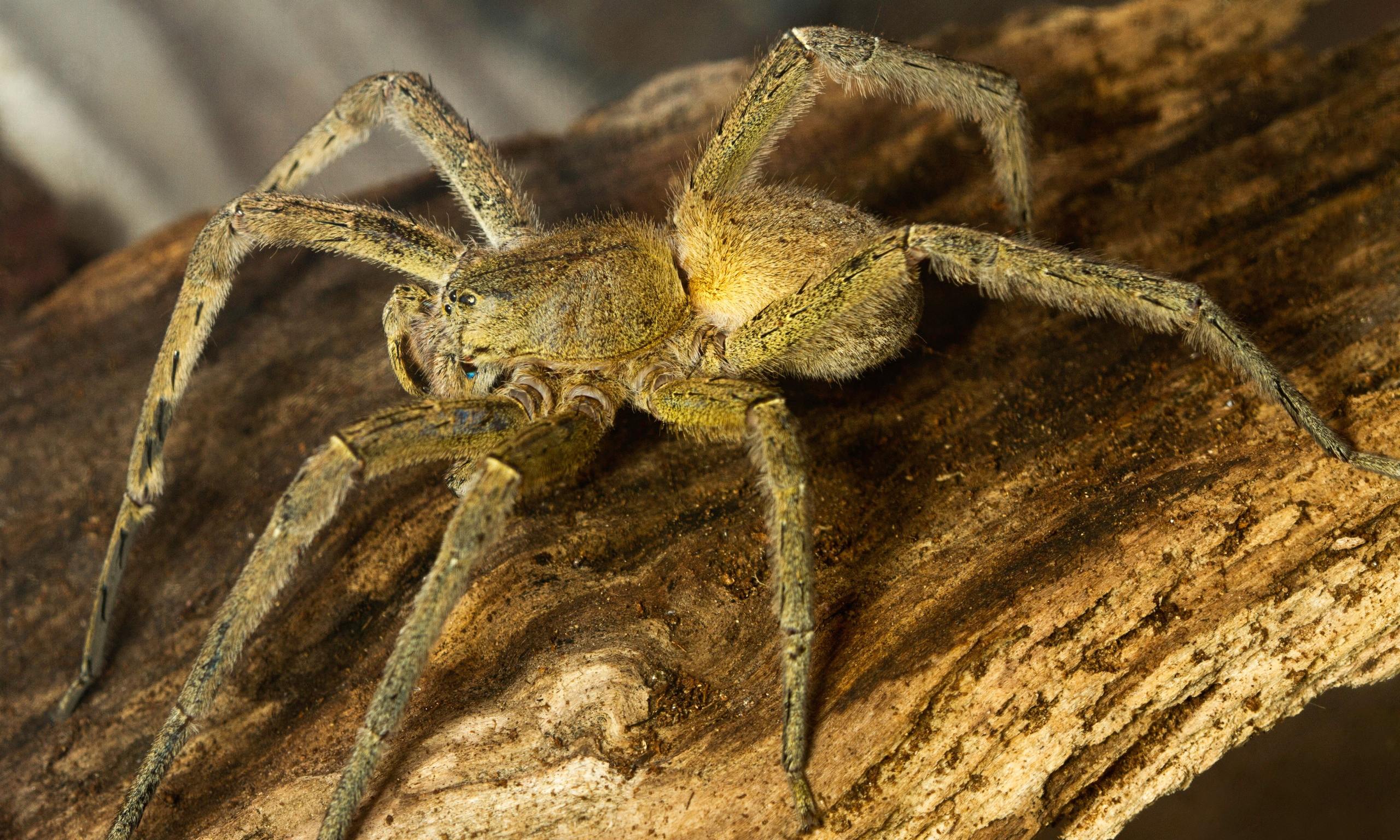 бразильский паук фото