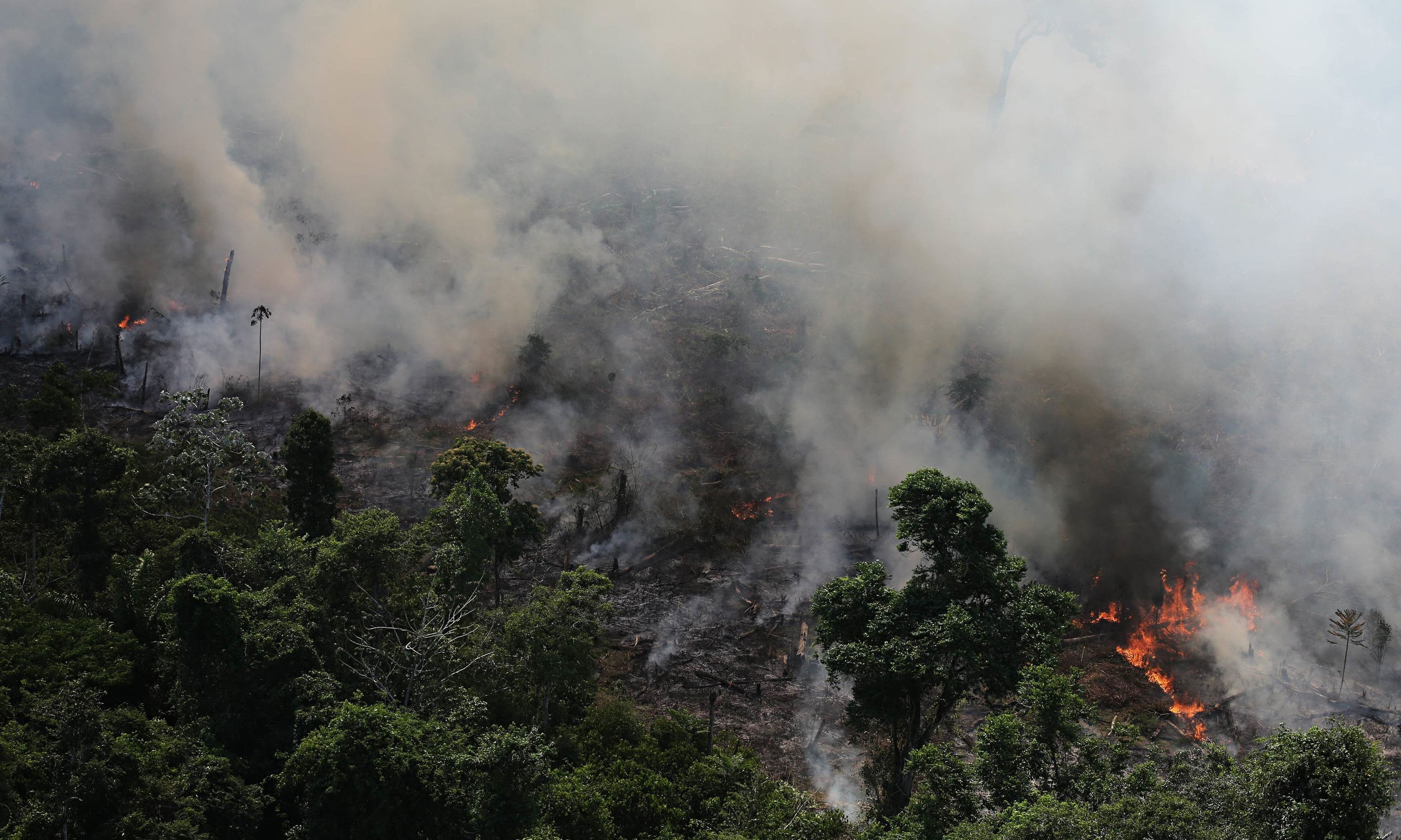 Amazon Rainforest Losing Ability To Regulate Climate Scientist Warns