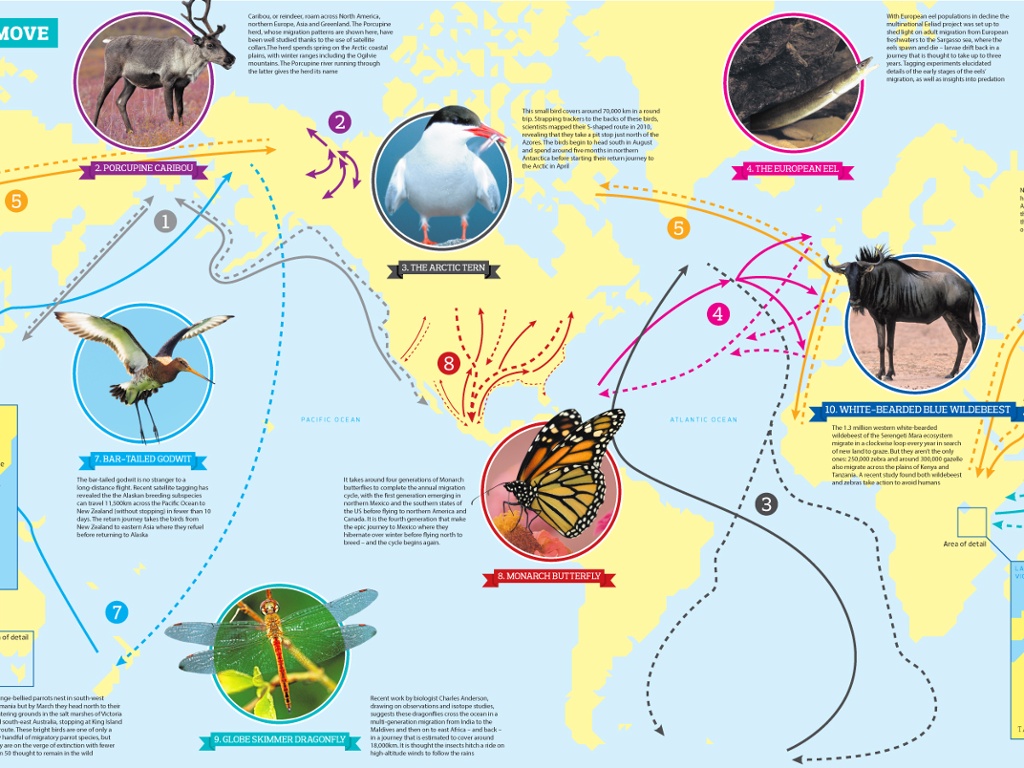 fantastic-journey-wildlife-s-migration-in-search-of-food-environment-the-guardian