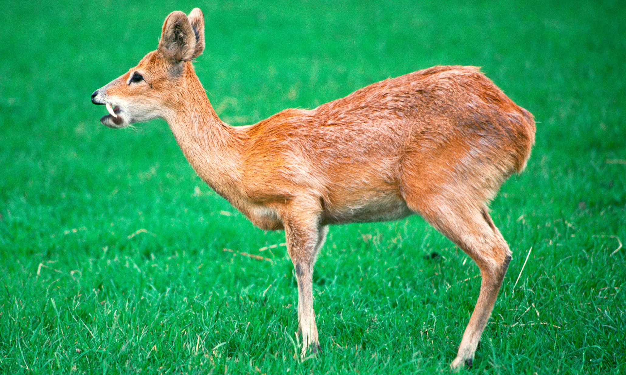 specieswatch-chinese-water-deer-environment-the-guardian