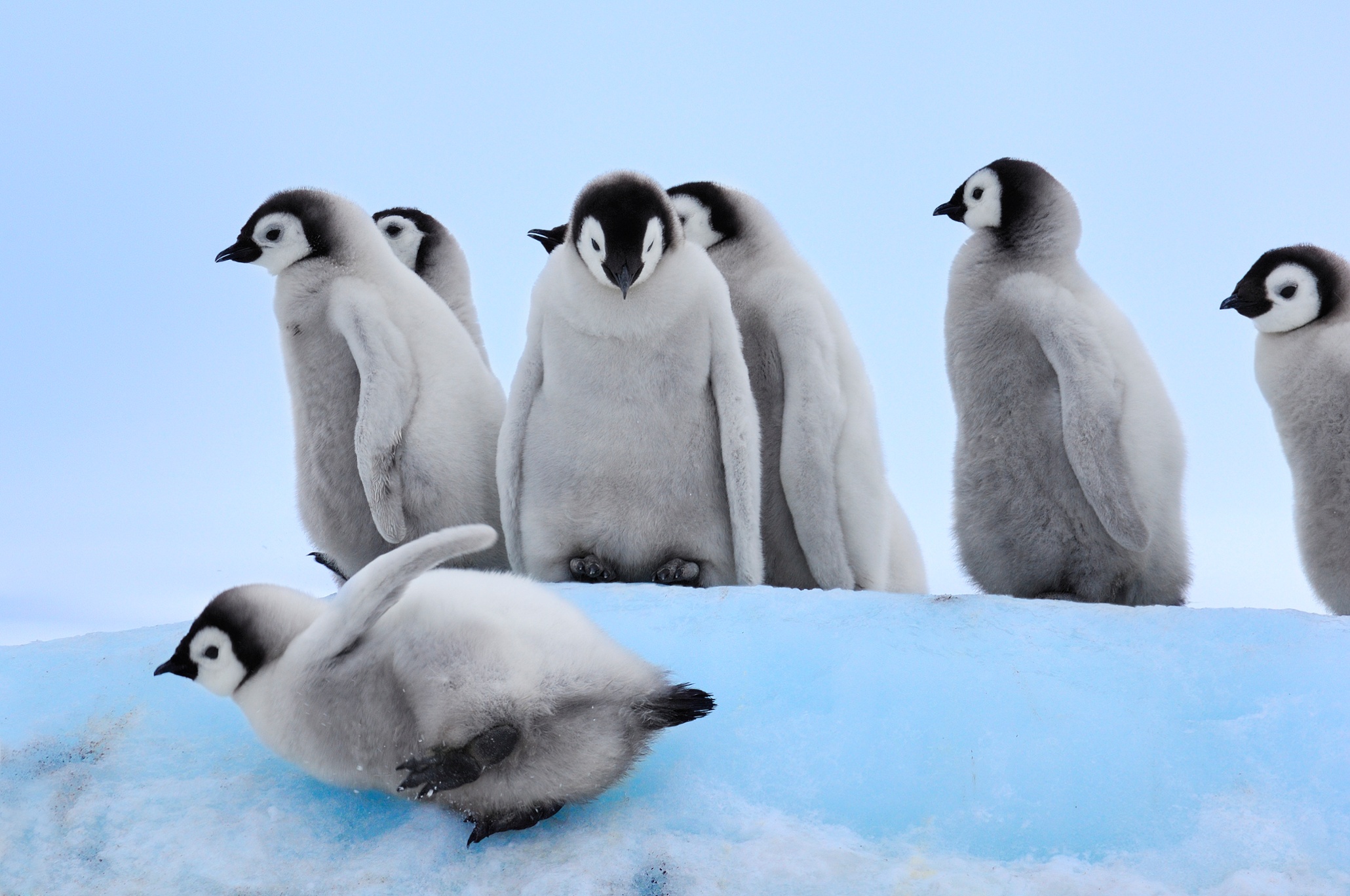 snow-babies-cutest-animals-in-the-snow-in-pictures-children-s