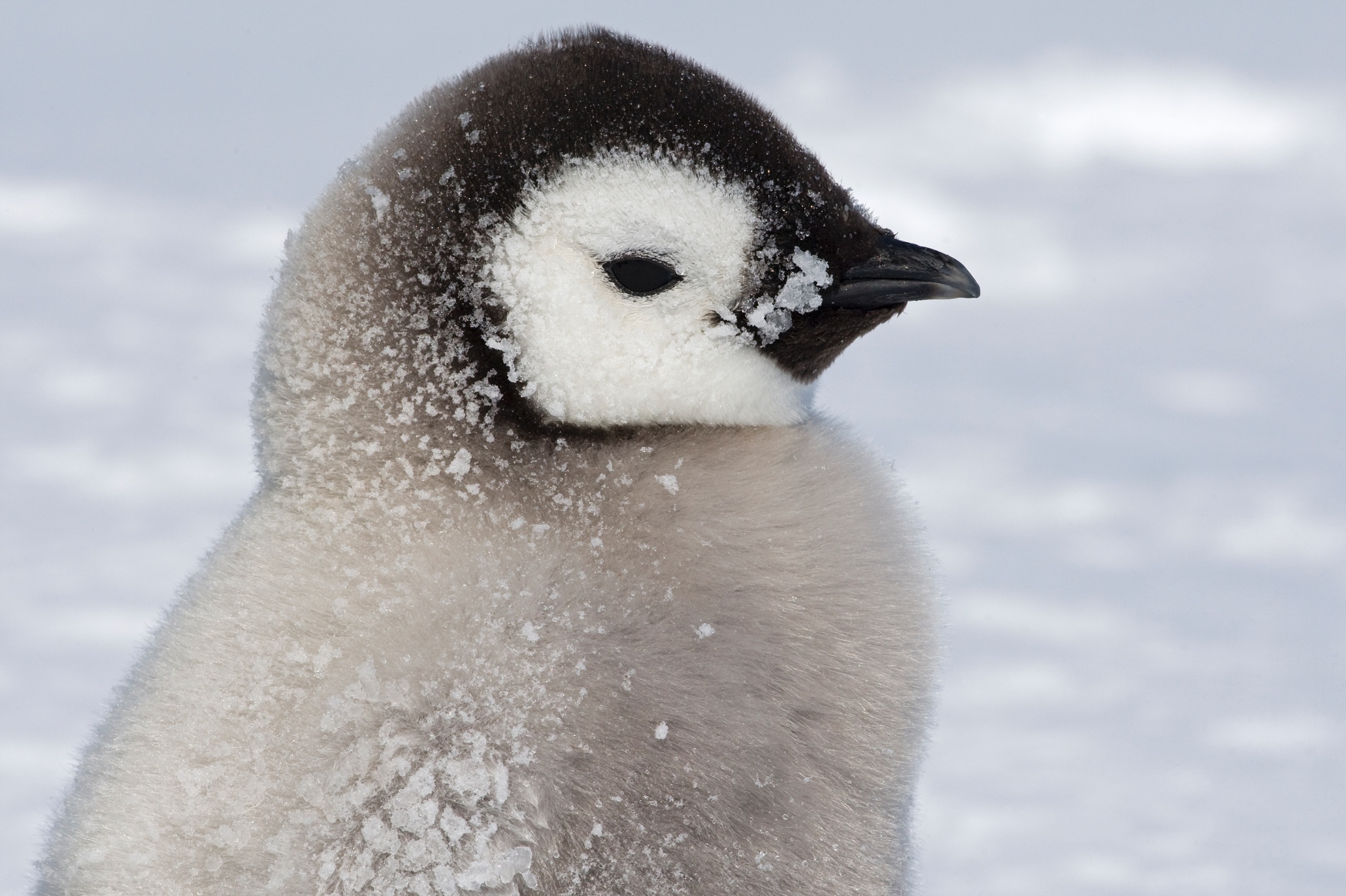 snow-babies-cutest-animals-in-the-snow-in-pictures-children-s