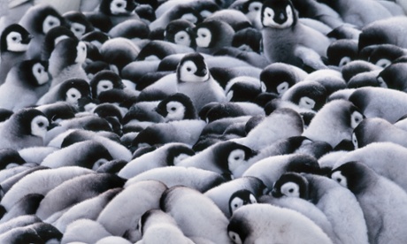 Research suggests emperor penguins have been better able to handle the harsh environment than other penguin species.