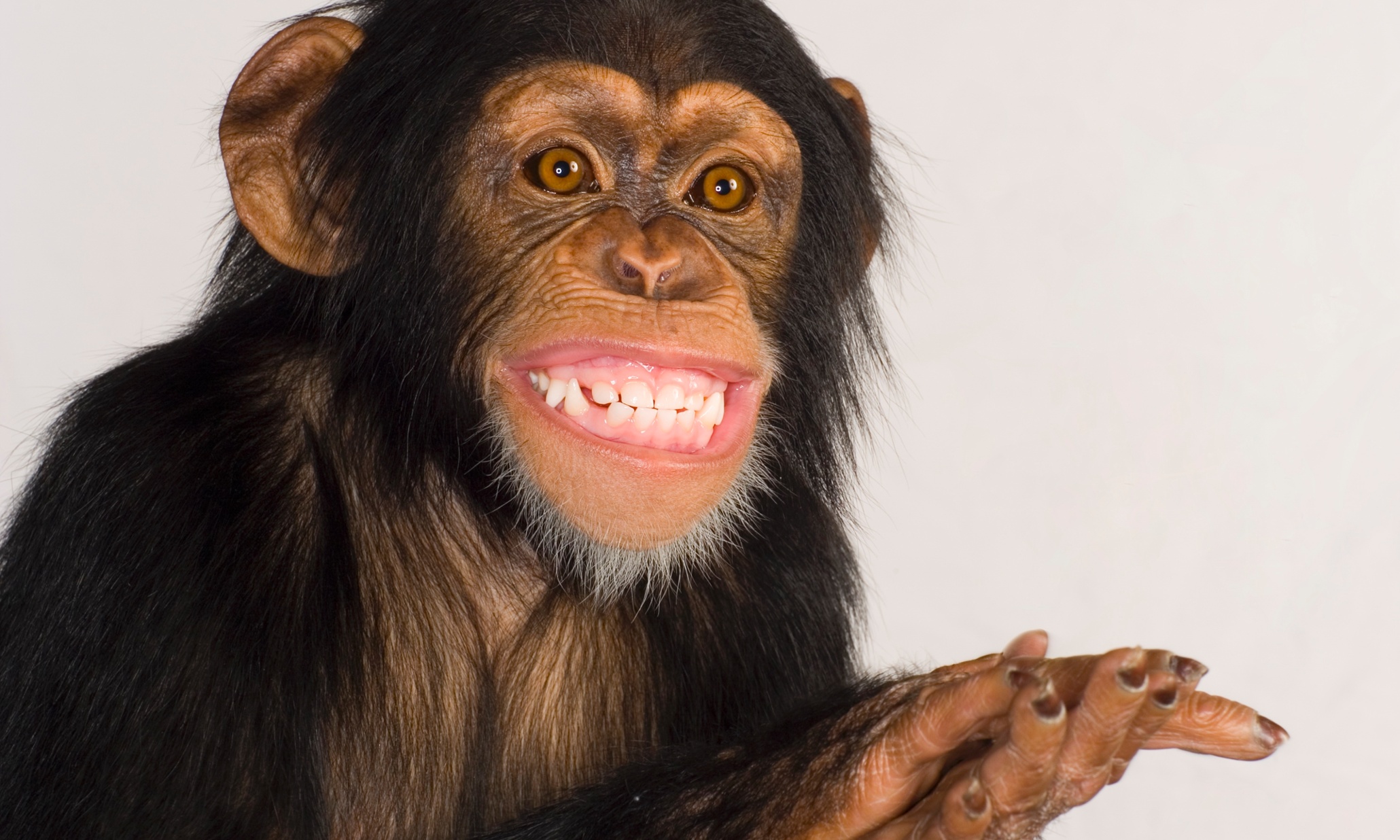The copyright-worrying return of the monkey selfie – Open thread