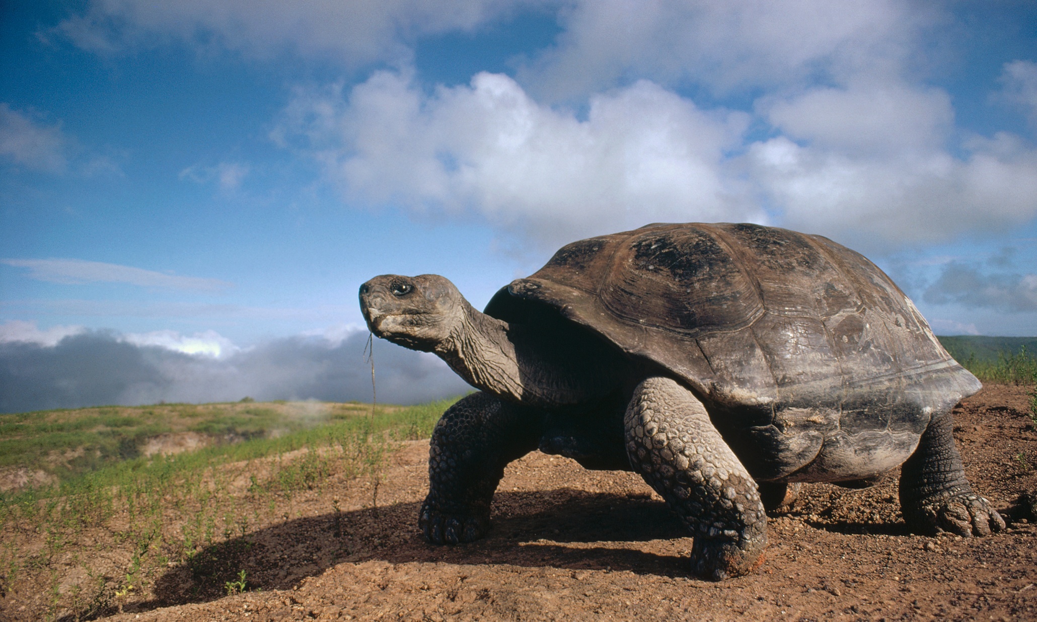 Слоновая черепаха среда обитания. Галапагосская слоновая черепаха. Остров Галапагос черепахи. Слоновые черепахи Галапагосы. Гигантская черепаха Галапагоса.