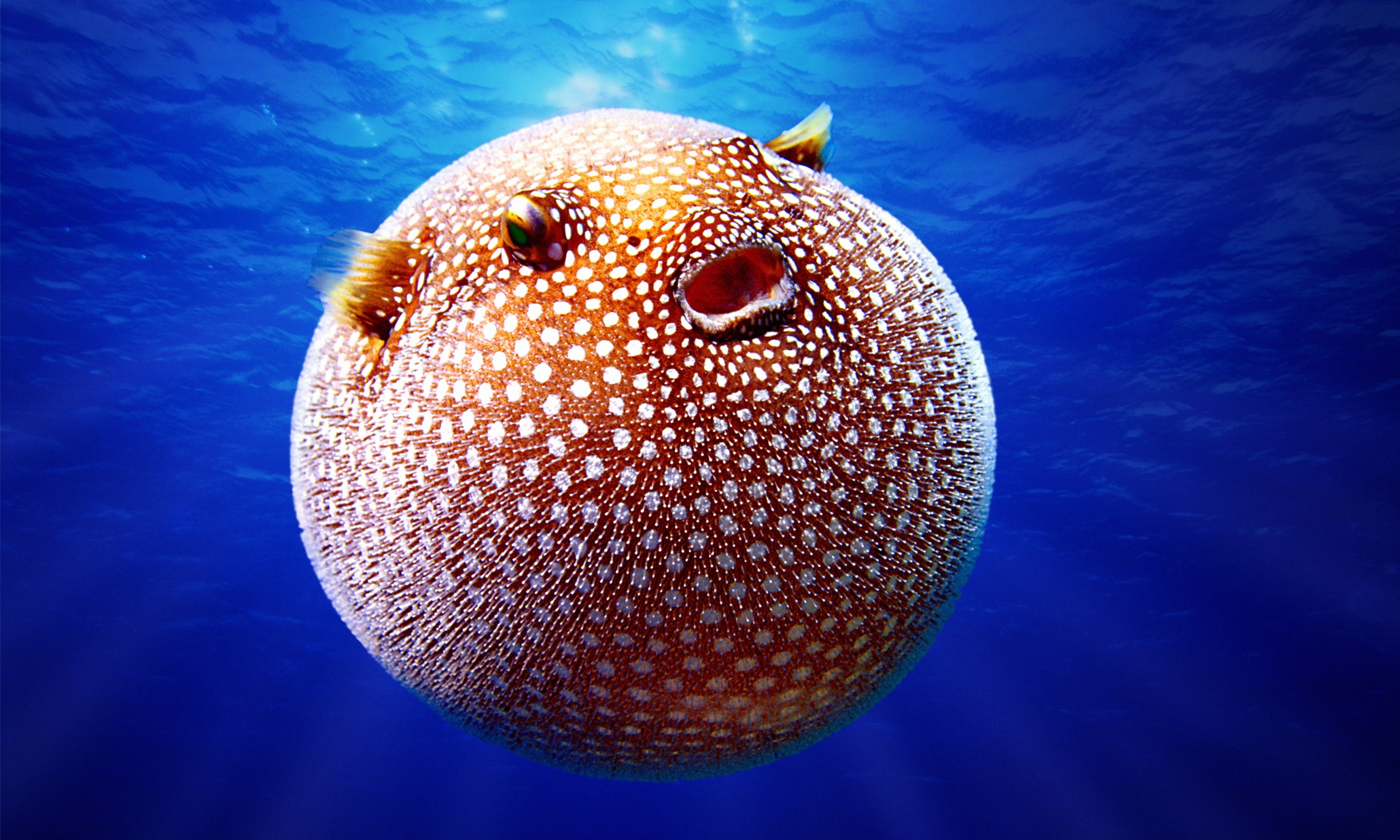 What Does A Blowfish Symbolize