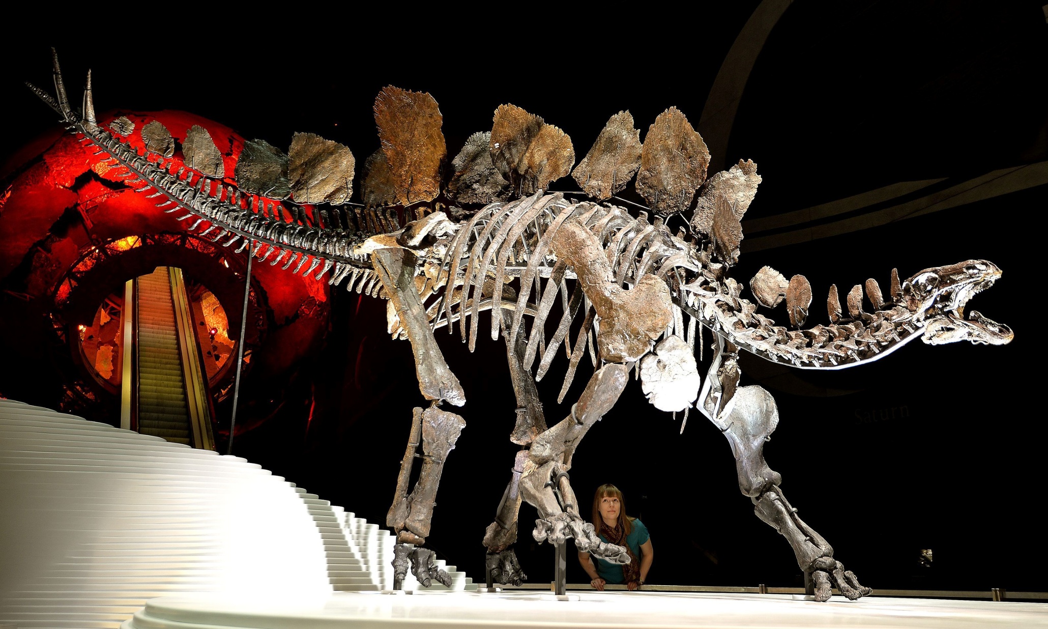 Стегозавр музей