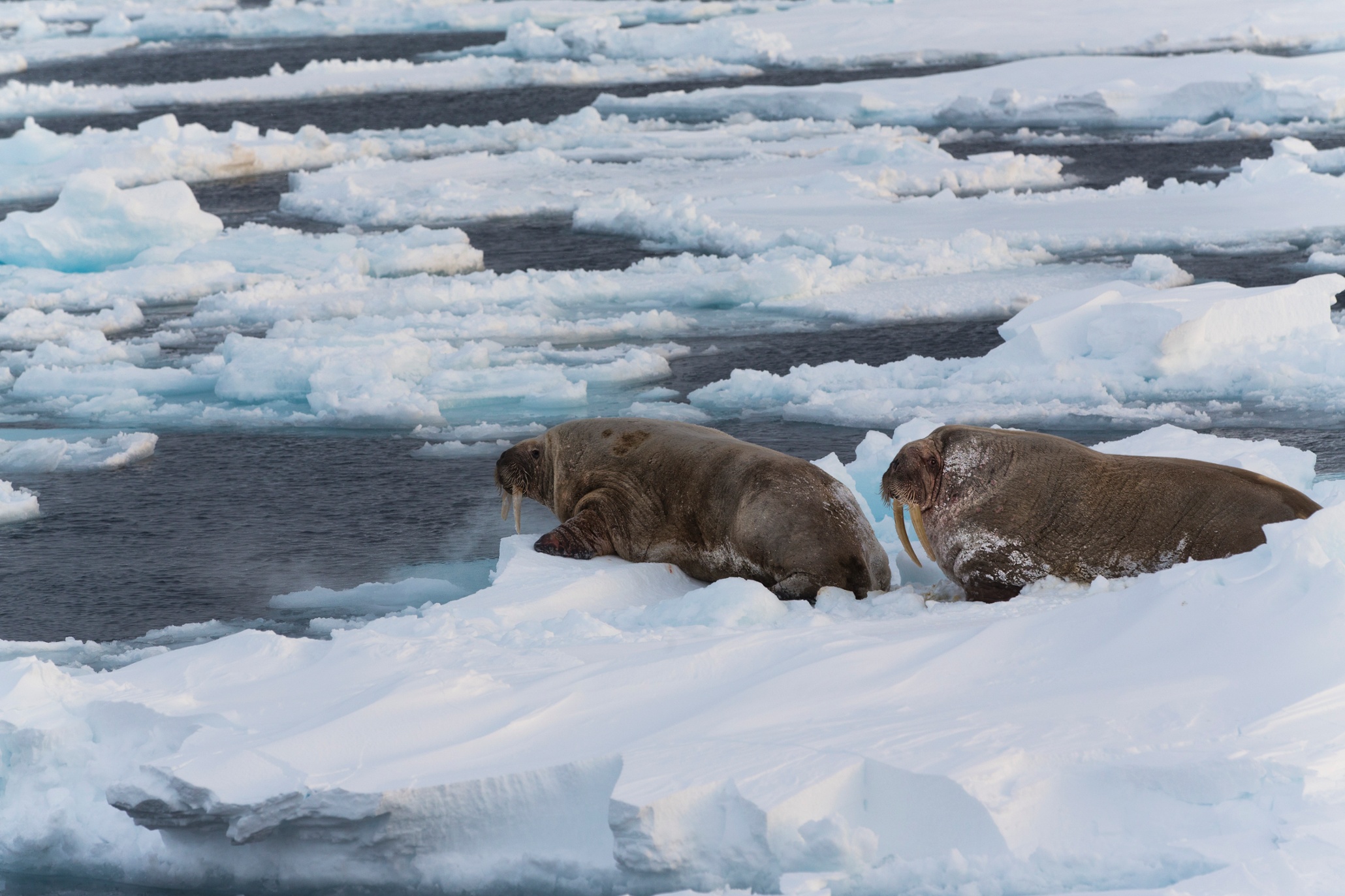 svalbard-s-polar-bears-and-the-effects-of-climate-change-in-pictures