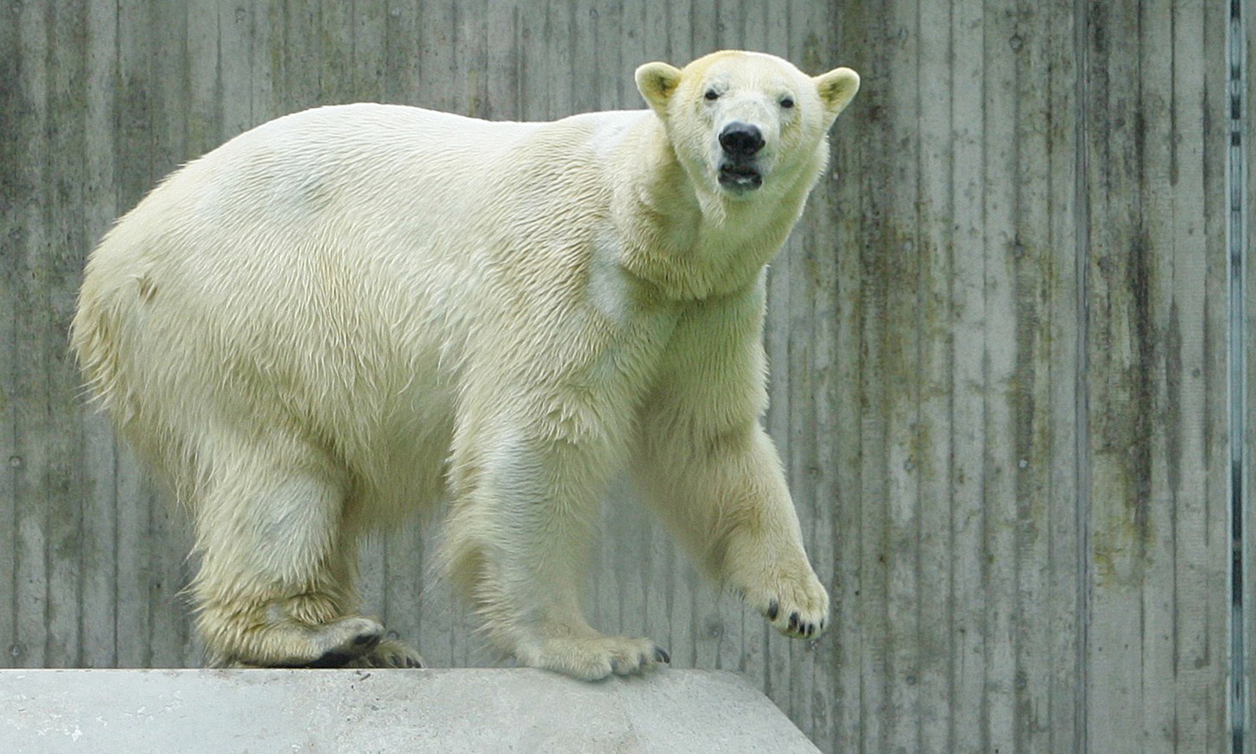 polar-bear-in-german-zoo-dies-after-eating-discarded-fabric-world