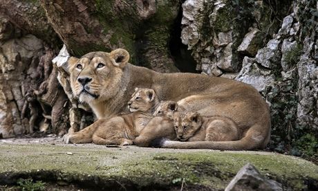 Asiatic lion cubs