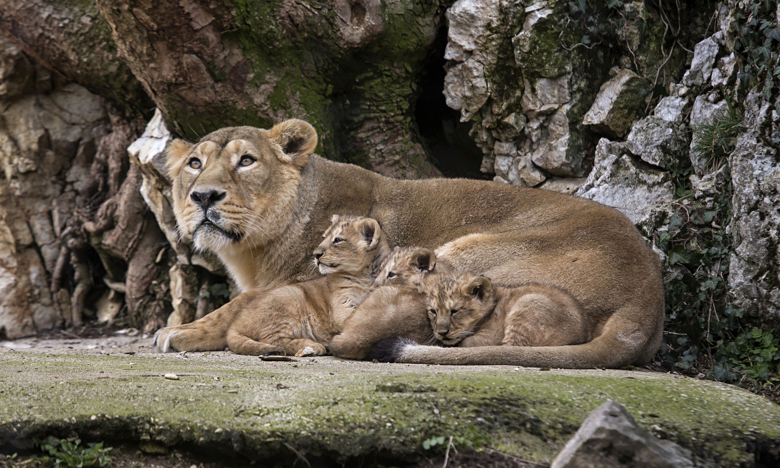 french-zoo-announces-birth-of-rare-asiatic-lion-cubs-world-news-the