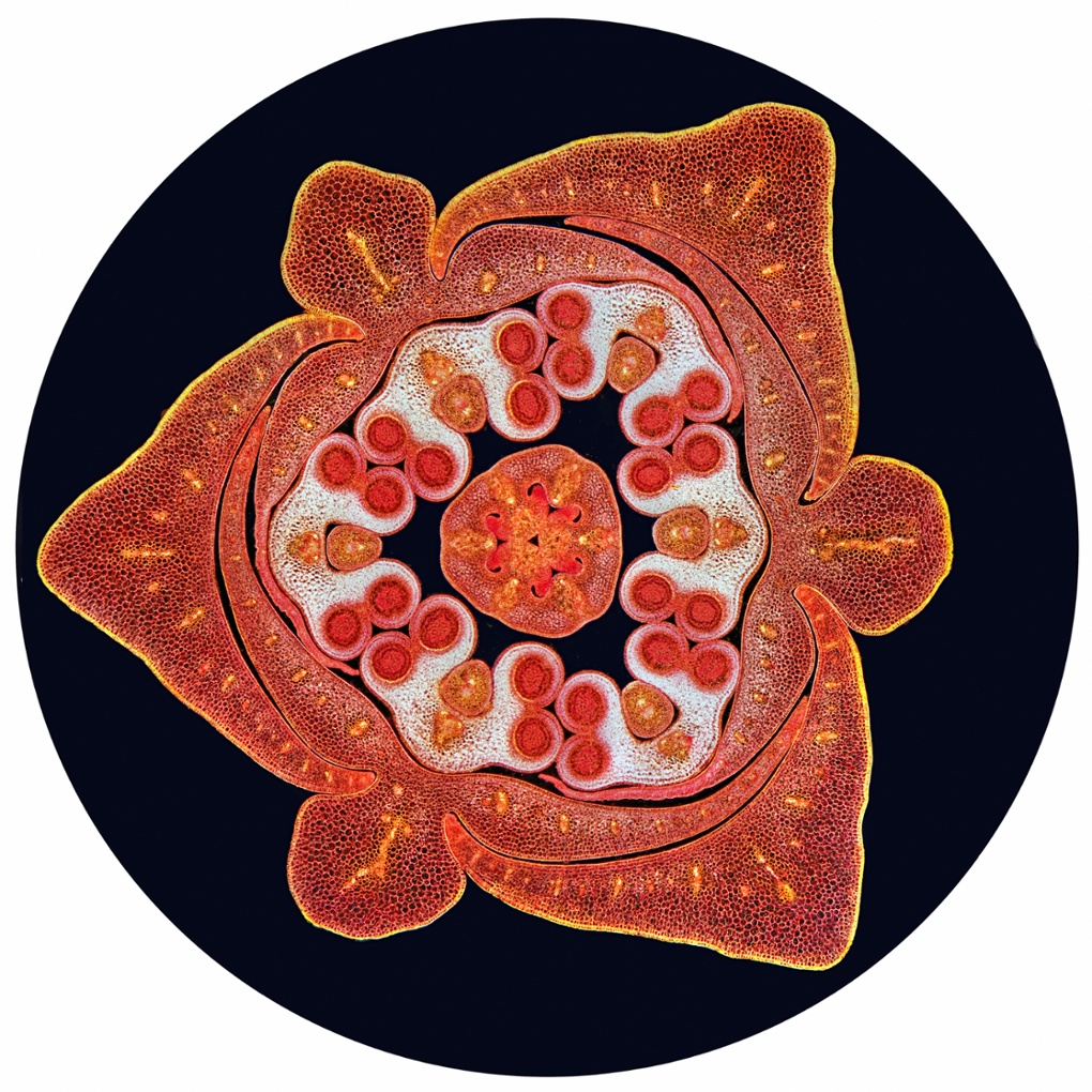 Transverse section through a stained lilium bud (Liliaceae) showing the male and female reproductive organs.