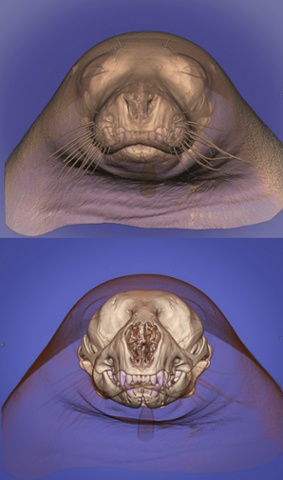 Computed tomography (CT) of the head of a seal (Pinnipedia). The image was rendered with a 3D volume rendering technique in which the skeleton has been made opaque and the soft tissues (fat tissue) semi-translucent to reveal the skull of the animal. Conventional CT uses a single x-ray source to scan the animal in a series of virtual 