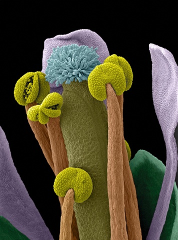 Scanning electron micrograph (SEM) of an Arabidopsis thaliana flower, also commonly known as thale cress.