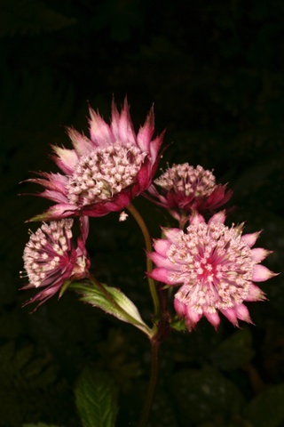 Photograph of Astrantia major or Hadspen Blood.