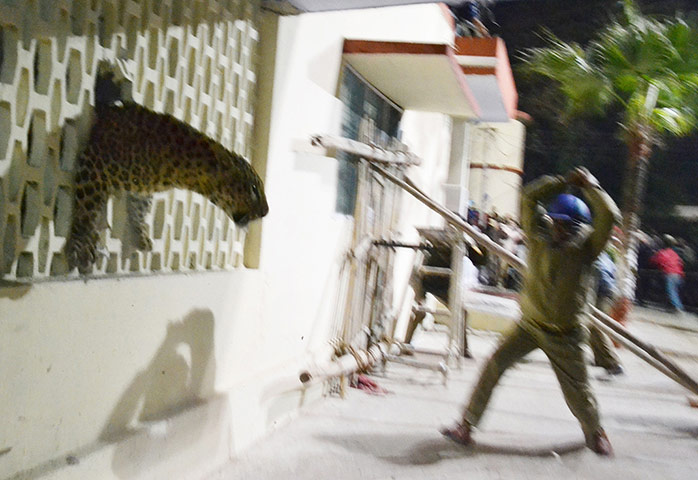 20 Photos: A leopard squeezes through a hole in the wall of Meerut Cantonment hospital
