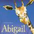 Greenaway longlist: Abigail