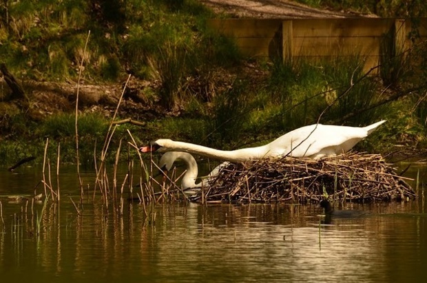 a swan building a nest