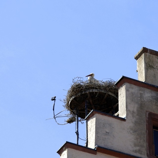 a stork in a nest in germany