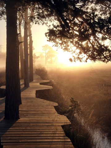 a boardwalk on Thursley common